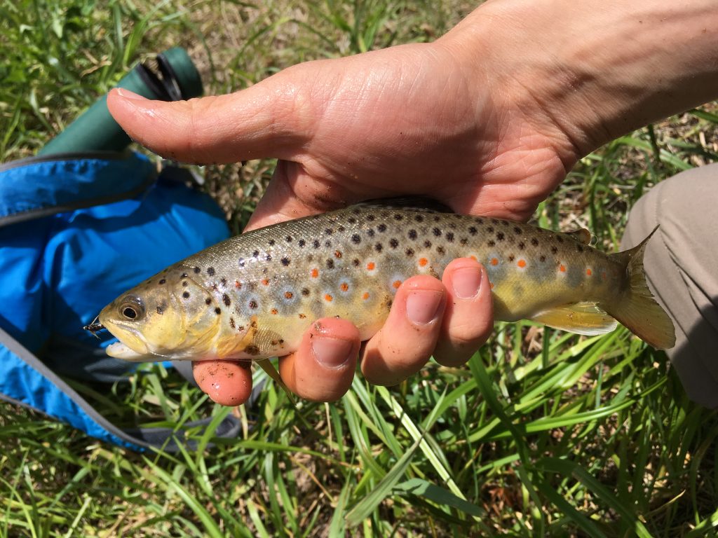 Fish - Bear Creek