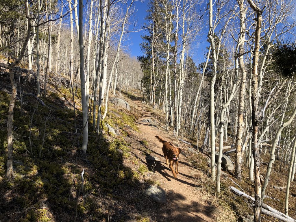 Aspen Grove